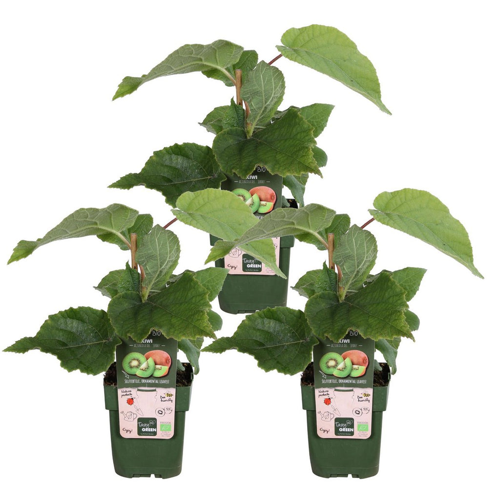 3x -  Actinidia deliciosa  'Jenny' - ↨45cm - Ø13 selbstfruchtende Kiwi Jenny