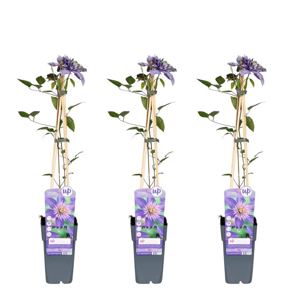 3x - Clematis Multi Blue - ↨65cm - Ø15 MEERgroothandel Planten