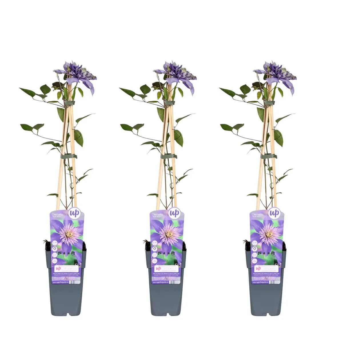 3x - Clematis Multi Blue - ↨65cm - Ø15 MEERgroothandel Planten