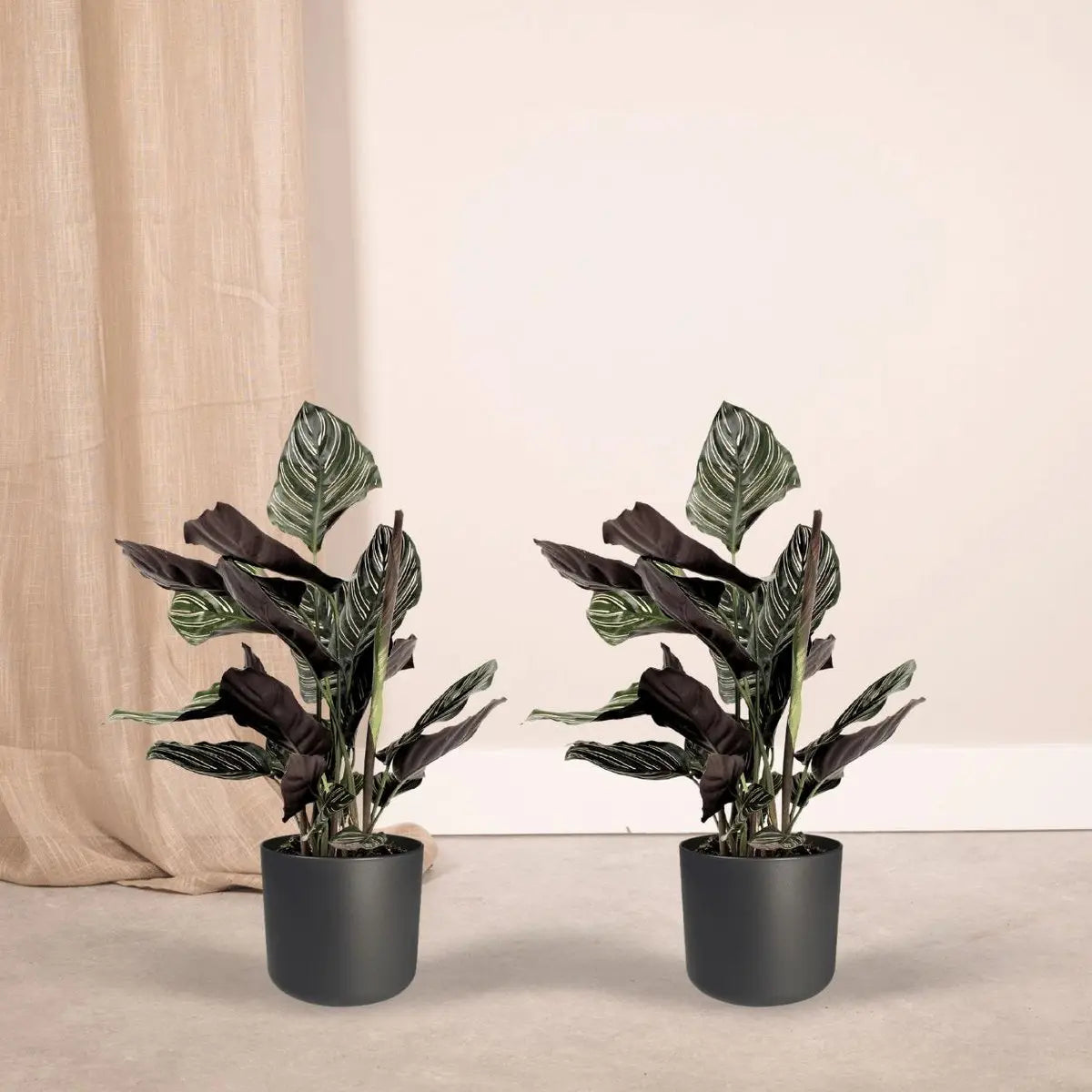 2x Calathea ornatata - Pauwenplant - 50 cm - Ø14 MEERgroothandel Planten