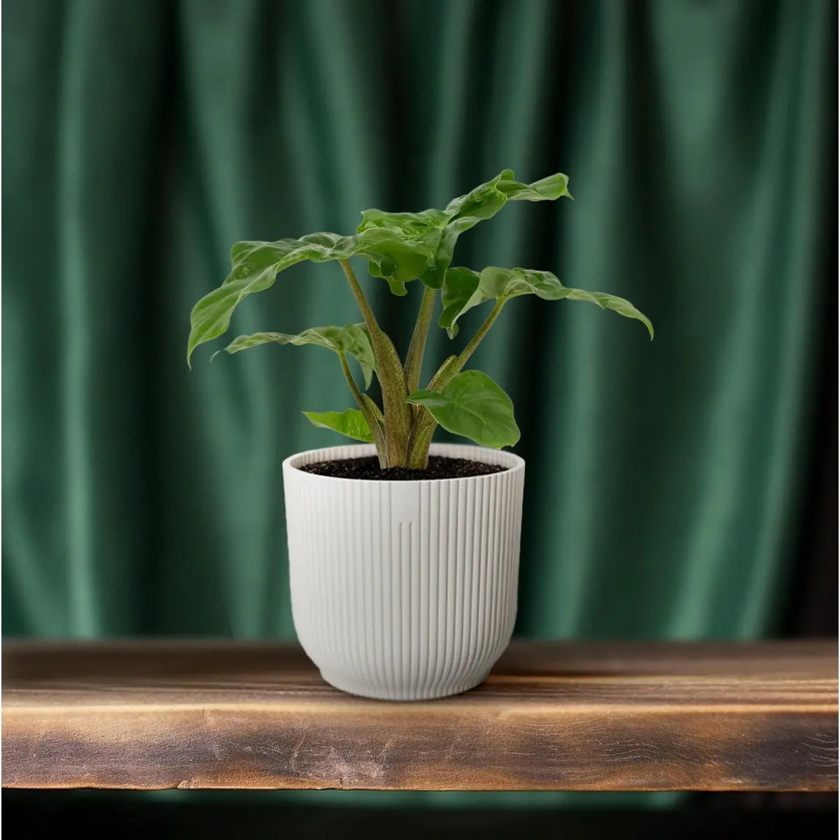 Alocasia Low Rider 12cm | [P12-H30] |  Kompaktes Elefantenohr