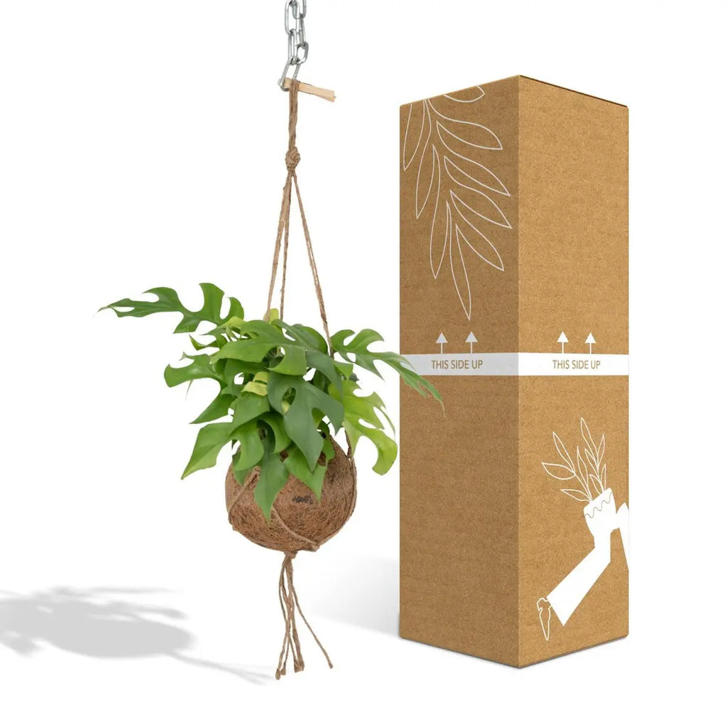 Kokodama Monstera Minima Hang – Lochpflanze – Ø15 cm – ↕25 cm MEERgroothandel Planten