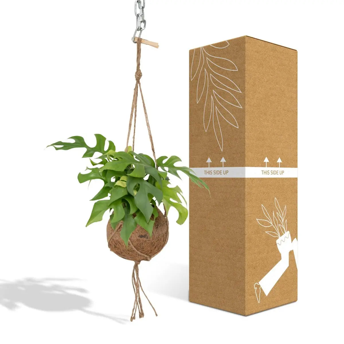 Kokodama Monstera Minima Hang – Lochpflanze – Ø15 cm – ↕25 cm MEERgroothandel Planten