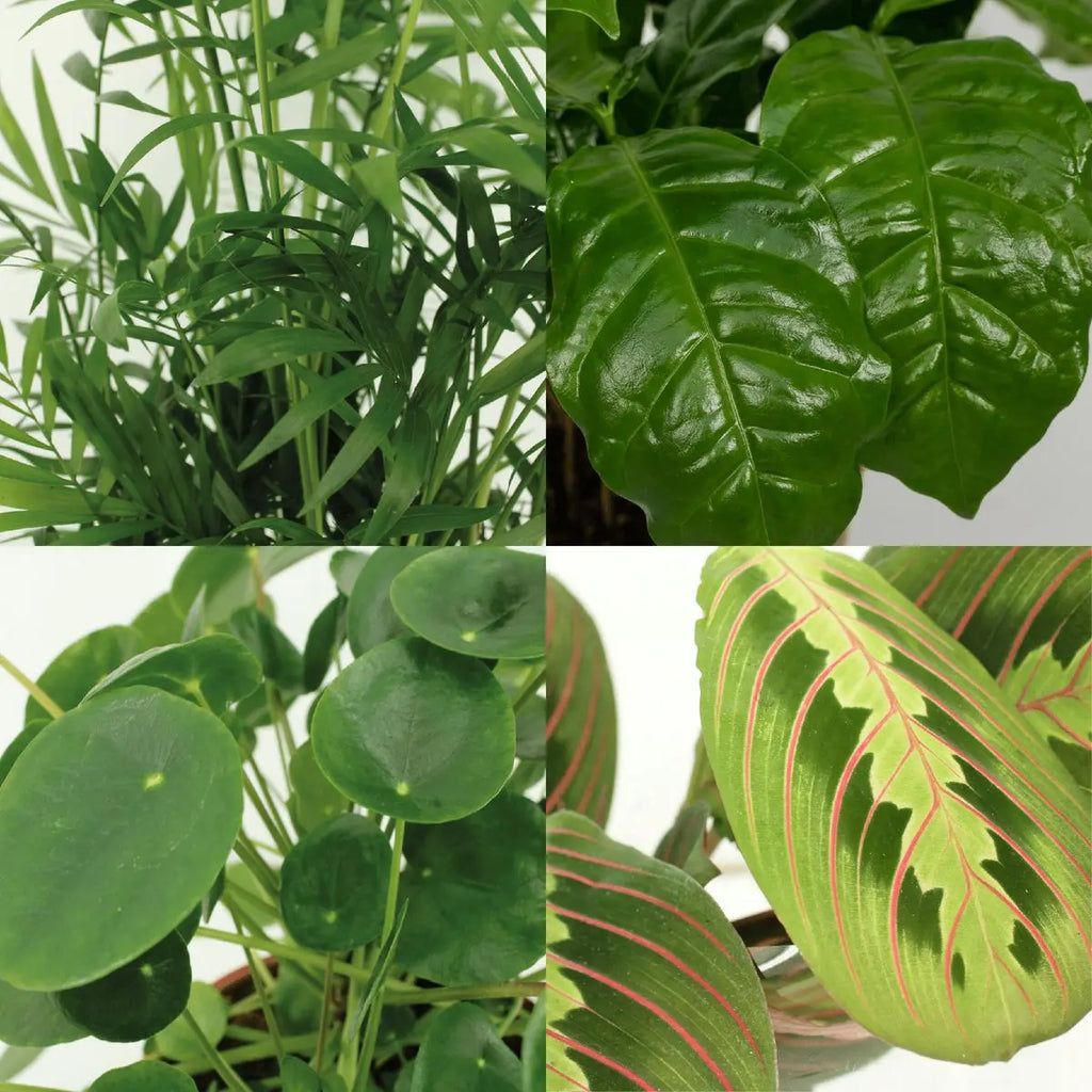 Tierfreundlicher Pflanzenkasten - 4 Zimmerpflanzen - Ø12cm - Verschiedene Höhen MEERgroothandel Planten