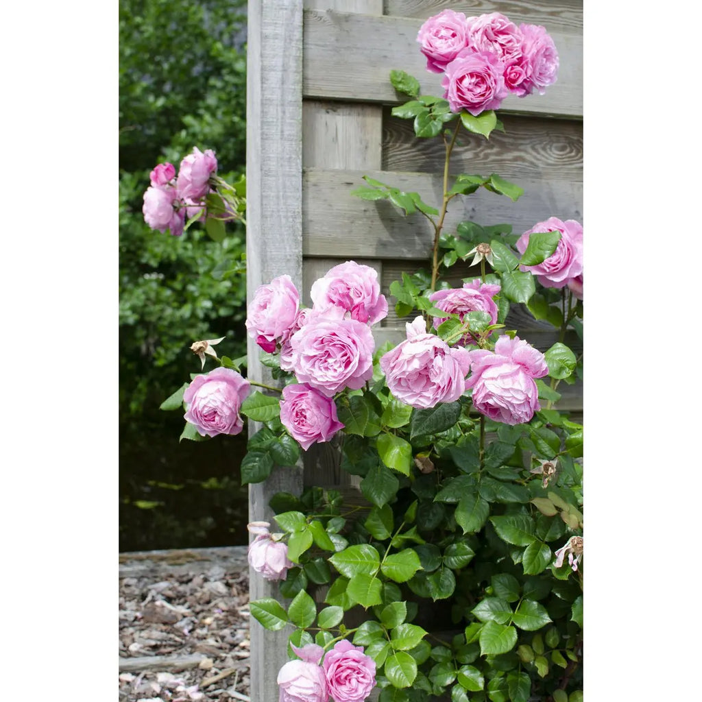 3x - Rosa Crazy in Love 'Pink' - ↨65cm - Ø15 MEERgroothandel Planten
