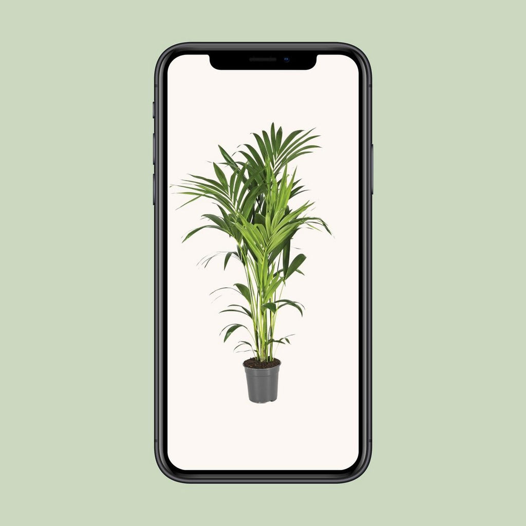 Howea Leinets - Ø21 cm - ↕130 cm | Kentia - Howea Palme