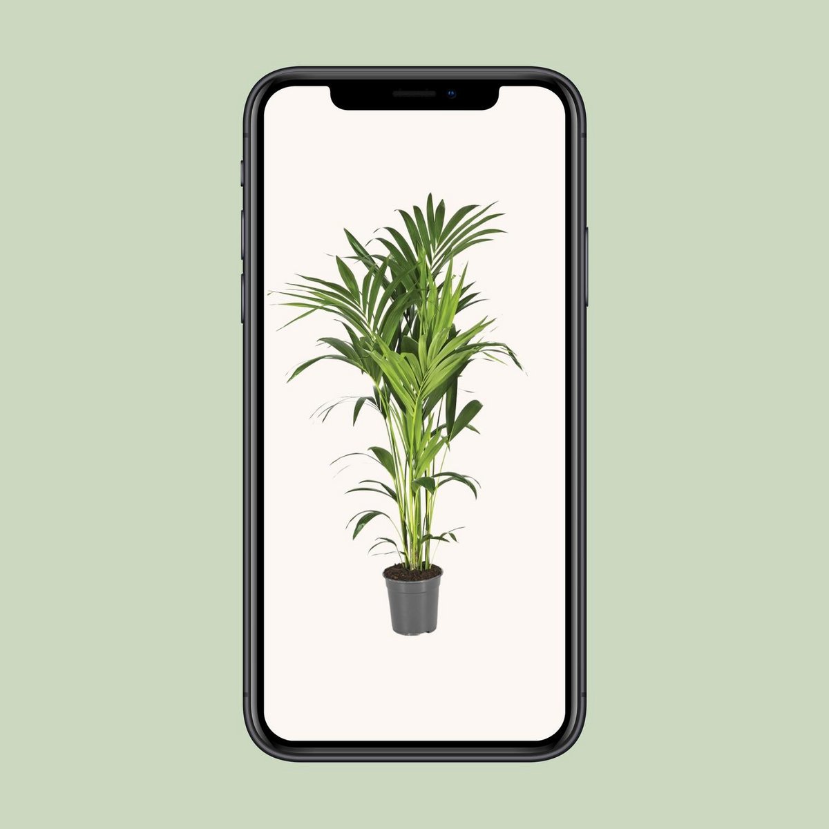 Howea Leinets - Ø21 cm - ↕130 cm | Kentia - Howea Palme