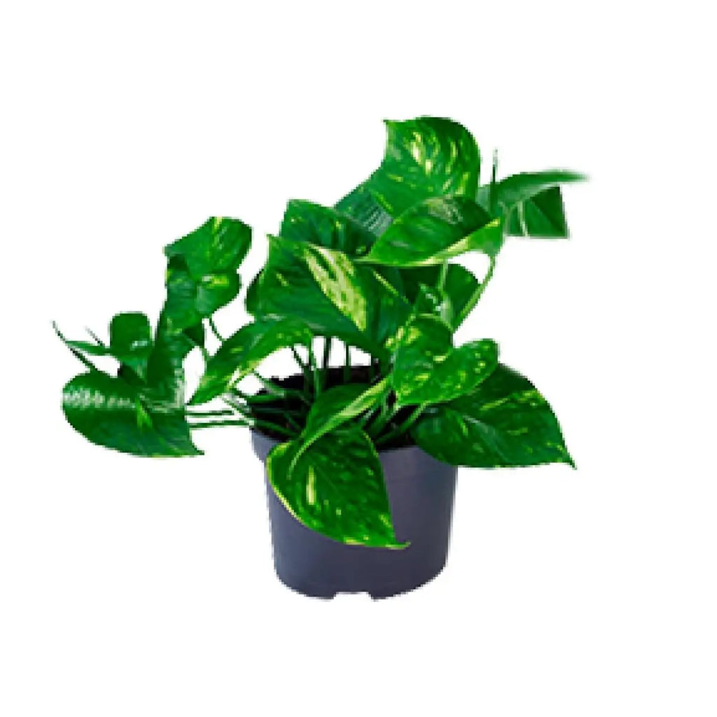 Efeutute Epipremnum golden - Ø12cm - ↕20cm