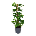 Scindapsus epipremnum - Ø19cm - ↕80cm