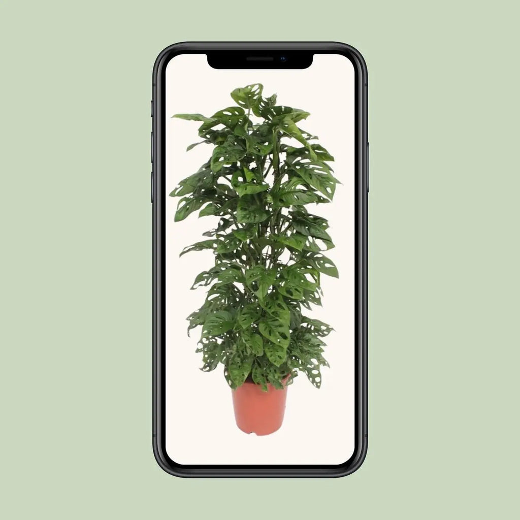 Monstera Monkey Leaf | [P24-H120] MEERgroothandel Planten