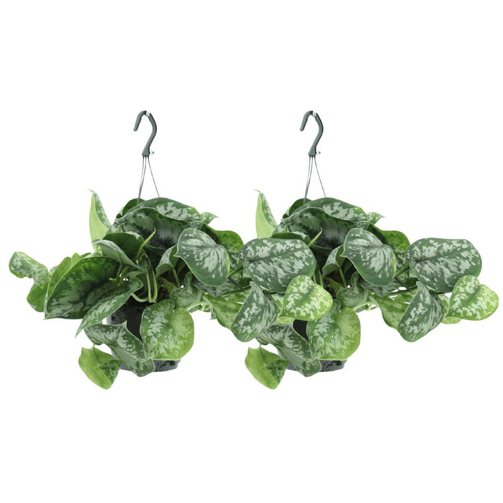 2x Scindapsus Bild Trebie - Epipremnum - 25 cm - Ø15