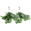2x Scindapsus Bild Trebie - Epipremnum - 25 cm - Ø15