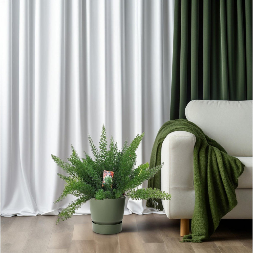 Zierspargel D. Meyers (Asparagus) – Ø27 cm, ca. 60 cm, filigranes Grün