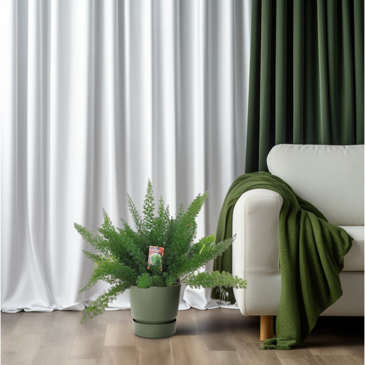 Zierspargel D. Meyers (Asparagus) – Ø27 cm, ca. 60 cm, filigranes Grün