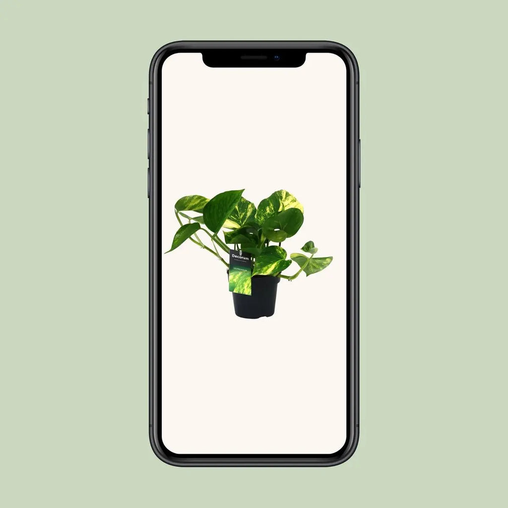 Promo - Scindapsus (Epipremnum) Orange - Ø12CM - ↕25 cm MEERgroothandel Planten