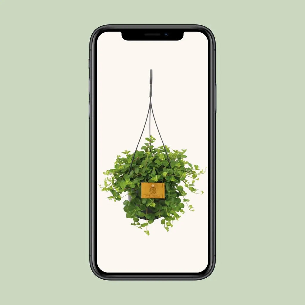 Peperomie Rotundifolie - Ø15 cm - ↕25 cm MEERgroothandel Planten