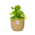 Philodendron klettern 'Brasilien' in Elho Vibes Fold 14 cm Geel MEERgroothandel Planten