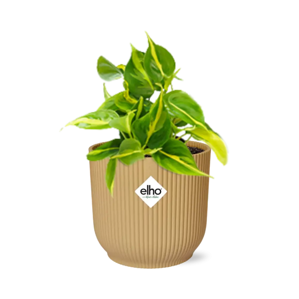 Philodendron klettern 'Brasilien' in Elho Vibes Fold 14 cm Geel MEERgroothandel Planten
