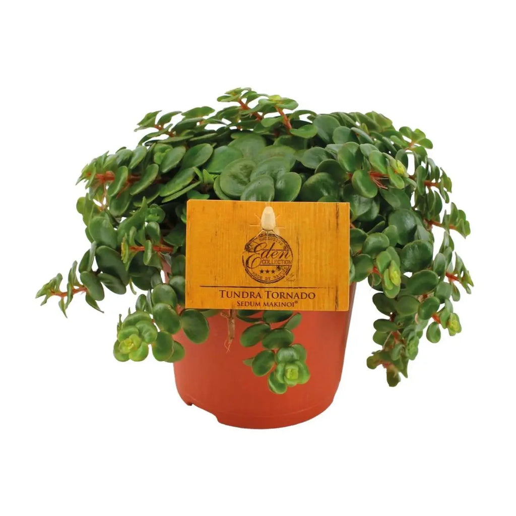 Fette Henne Sedum Tornado - Ø11cm - ↕15cm