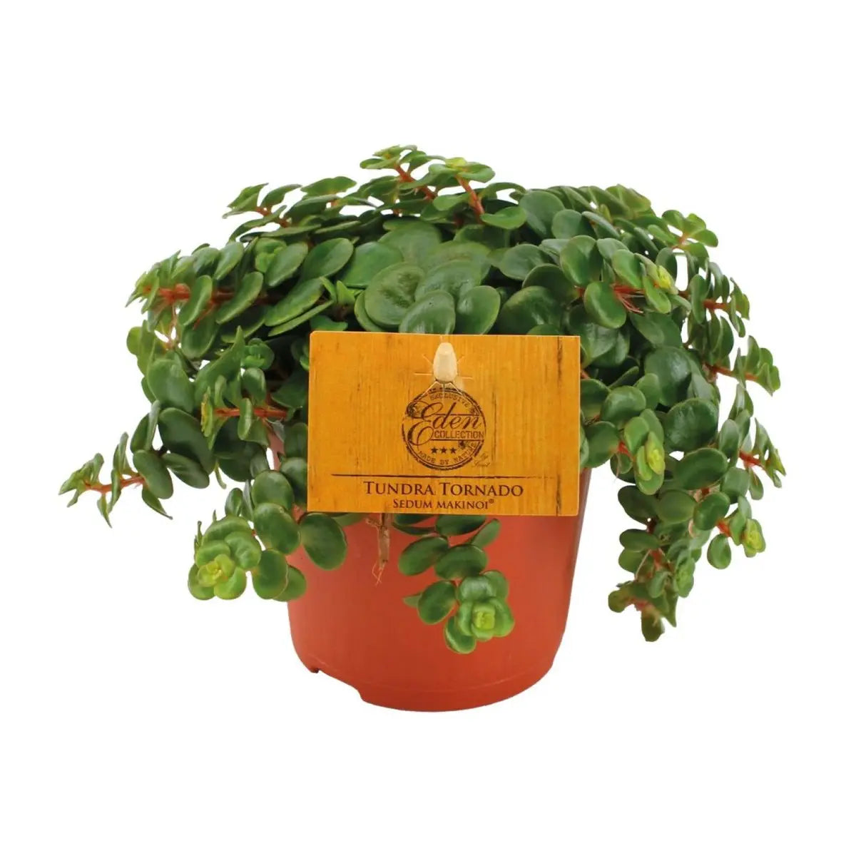 Fette Henne Sedum Tornado - Ø11cm - ↕15cm