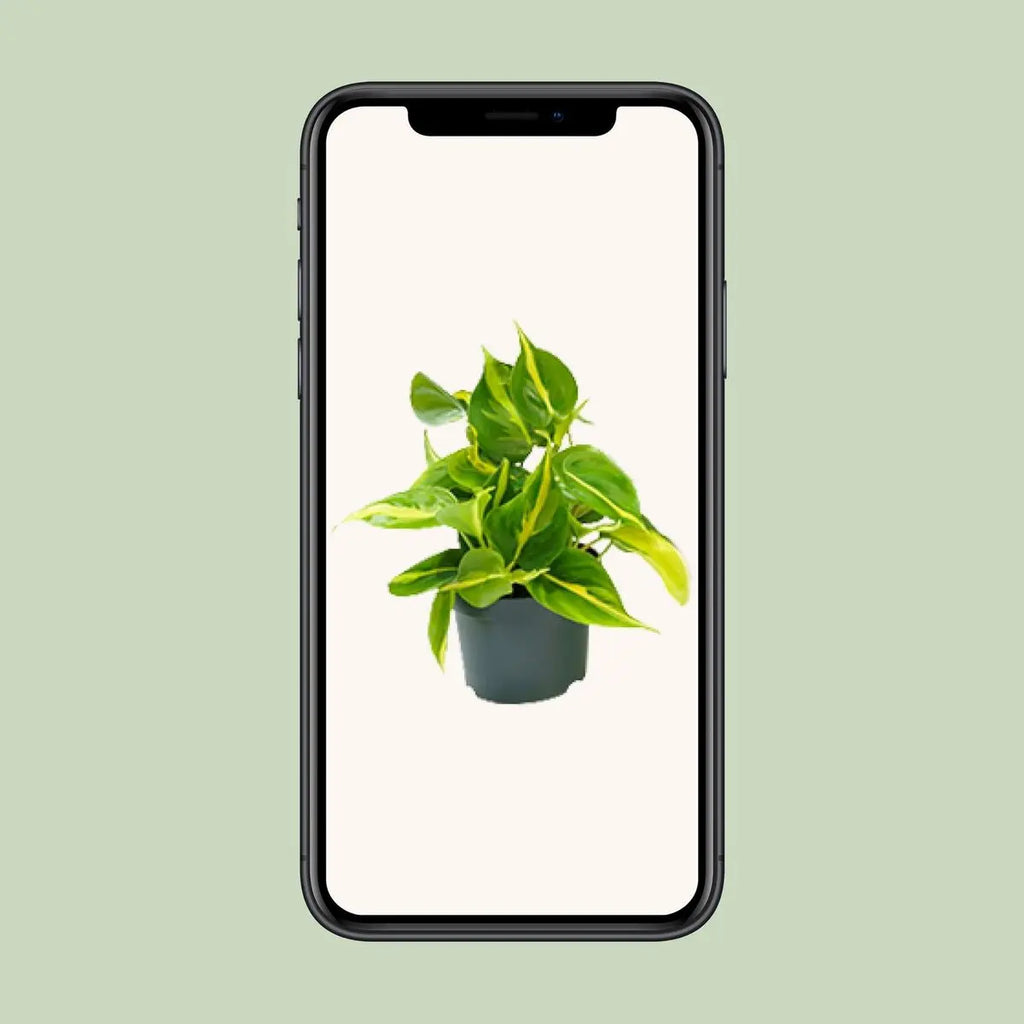 Philodendron Brasil - Ø12cm - ↕15cm - Pille Gartenwelt