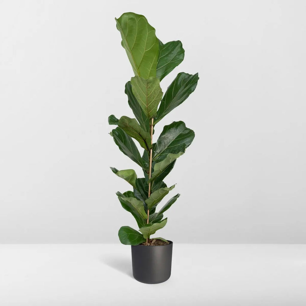 Ficus Lyrata - Gummipflanze - Ø21cm - ↕100cm MEERgroothandel Planten