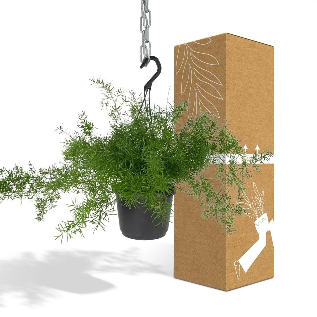 Spargel Sprengeri Hang - Zierspargel - Ø17cm - ↕35cm MEERgroothandel Planten