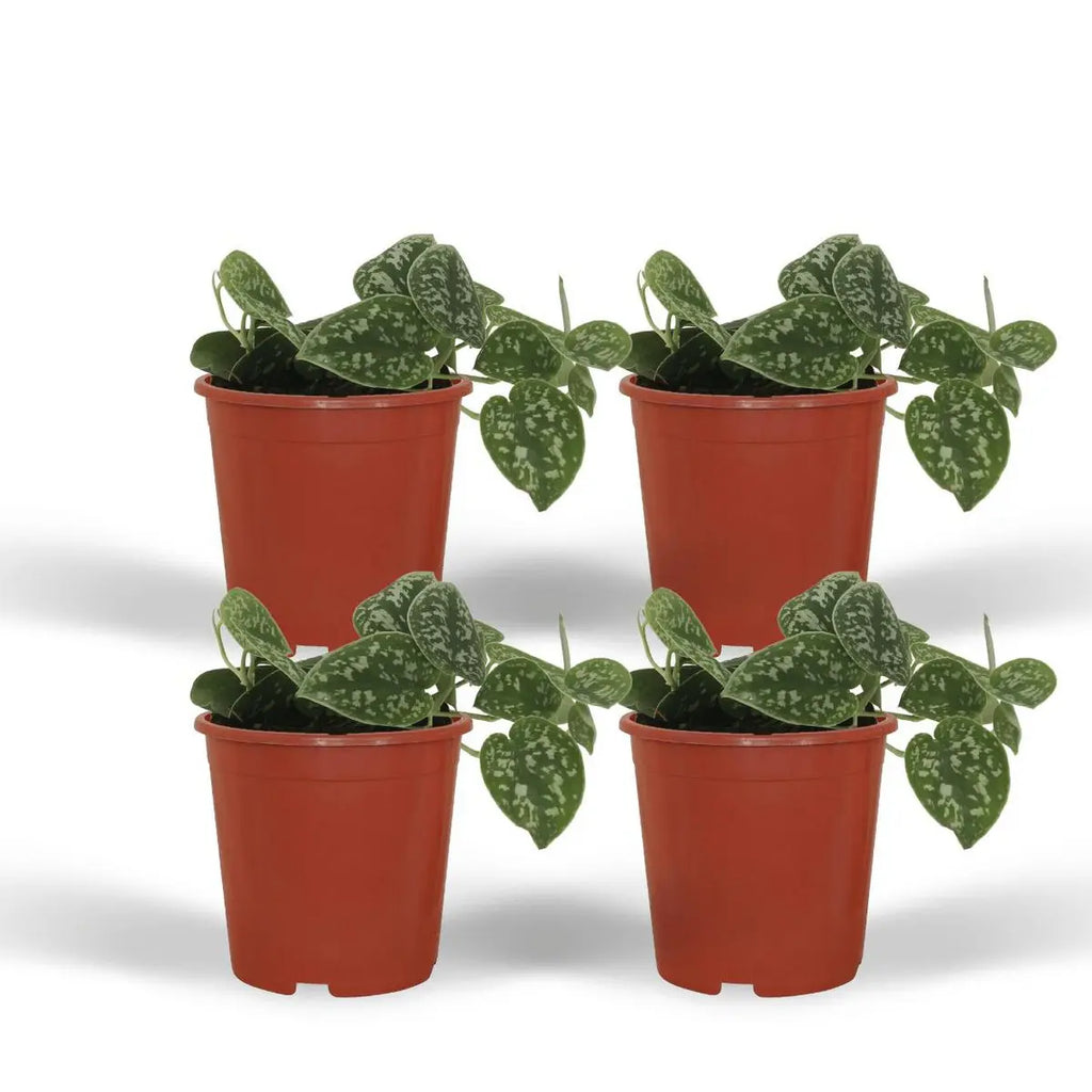Scindapsus Pictus - 4 Stück - ø12cm - ↕15cm MEERgroothandel Planten