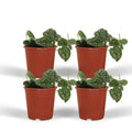 Scindapsus Pictus - 4 Stück - ø12cm - ↕15cm MEERgroothandel Planten