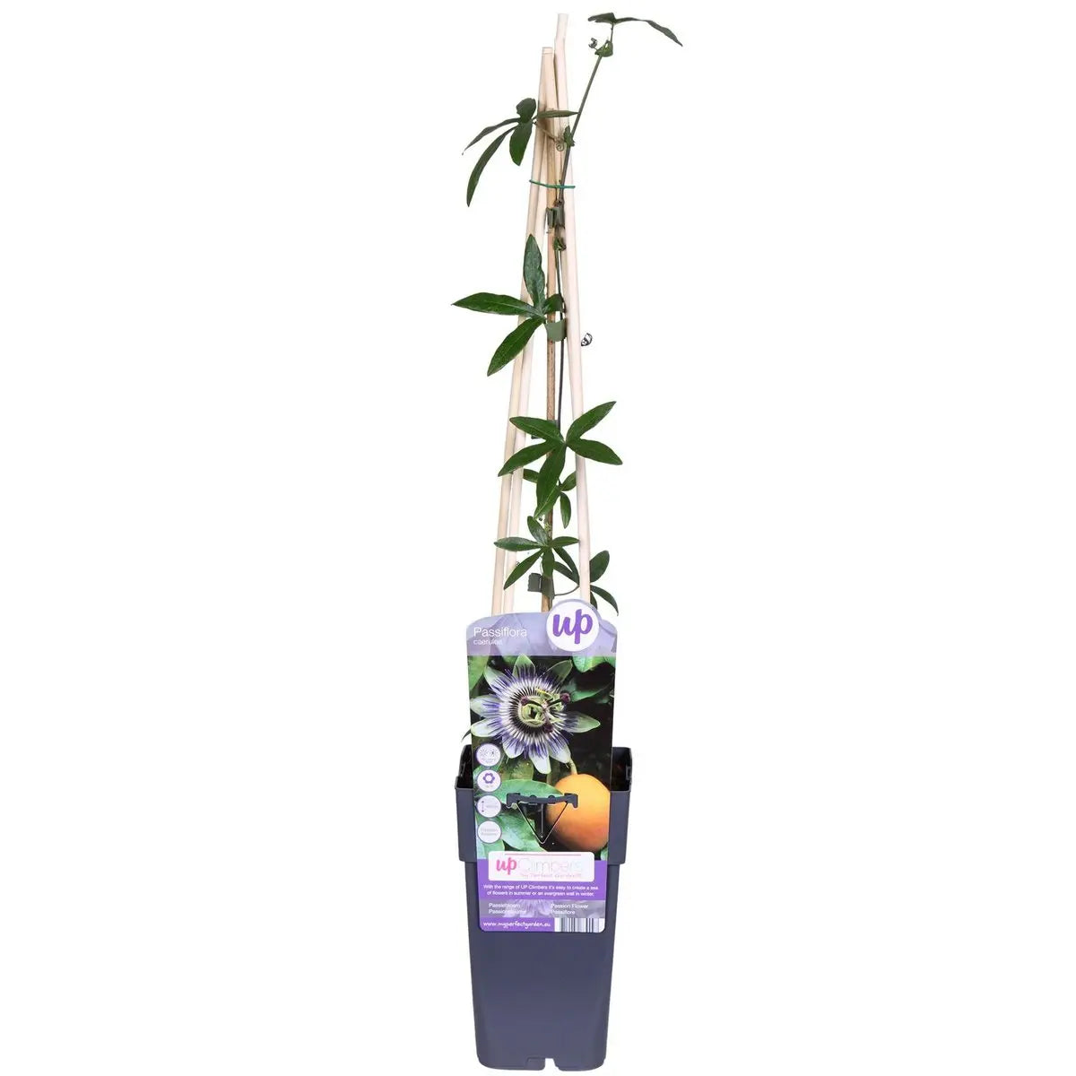 Passiflora Blau - ↨65 cm - Ø15 MEERgroothandel Planten