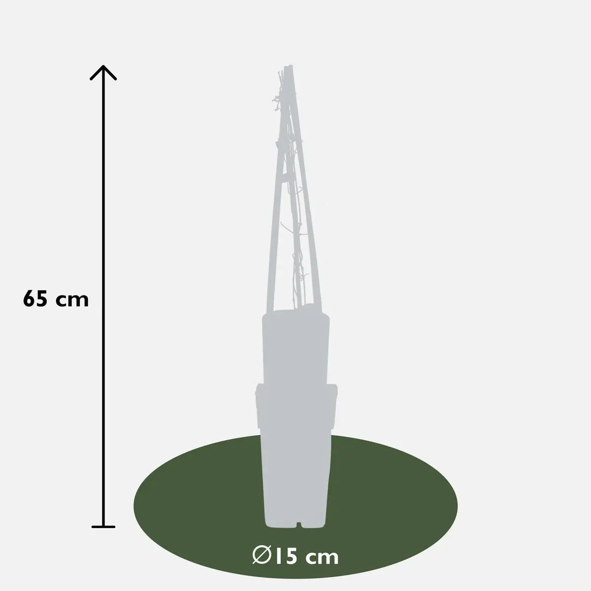 Clematis Multi Blue gefüllte blaue Rankpflanze Ø15 cm ↕65 cm im Topf winterhart