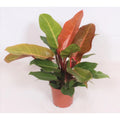 Philodendron Prince of Orange - Ø17cm - ↕45cm MEERgroothandel Planten