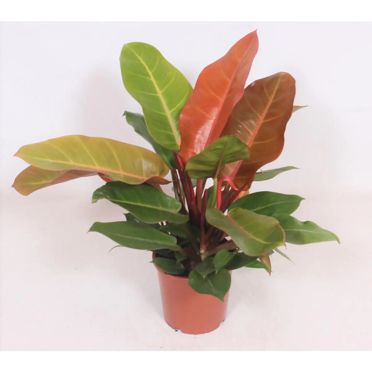 Philodendron Prince of Orange - Ø17cm - ↕45cm MEERgroothandel Planten