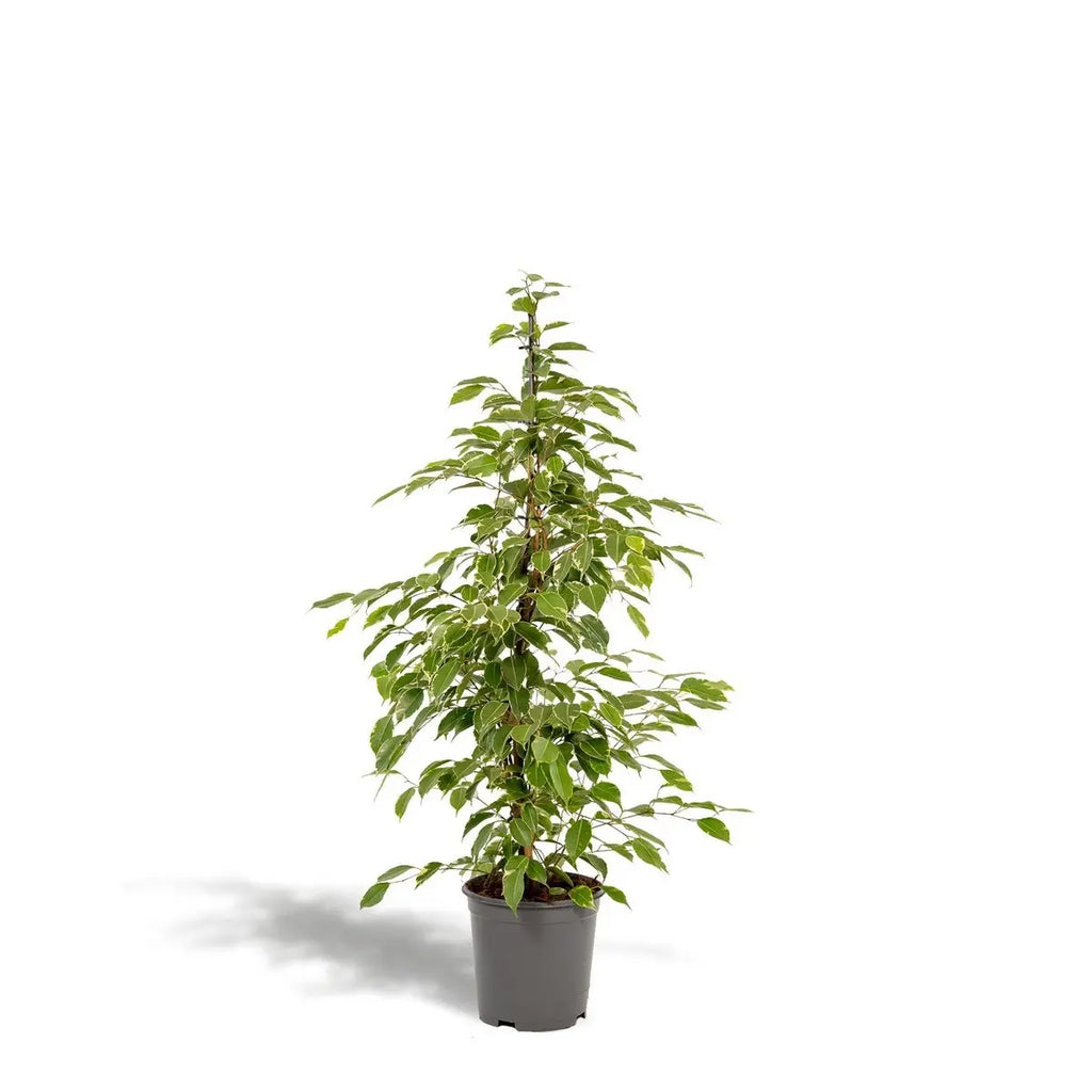 Ficus benjamina Goldenking - Ø21cm - ↕95cm - panachierte Blätter - Pille Gartenwelt
