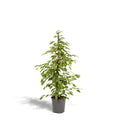 Ficus benjamina Goldenking - Ø21cm - ↕95cm - panachierte Blätter - Pille Gartenwelt