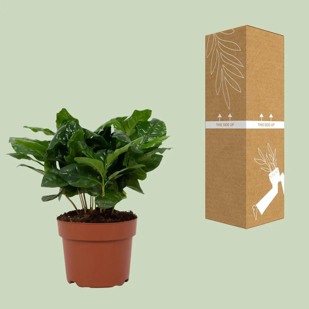 Coffea Arabica 12 cm - Ø12cm - ↕22Cm MEERgroothandel Planten
