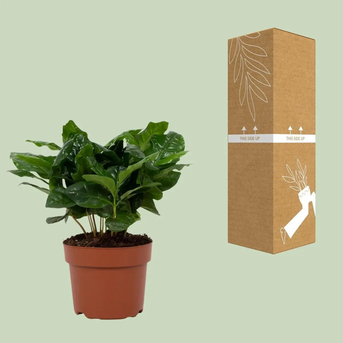Coffea Arabica 12 cm - Ø12cm - ↕22Cm MEERgroothandel Planten