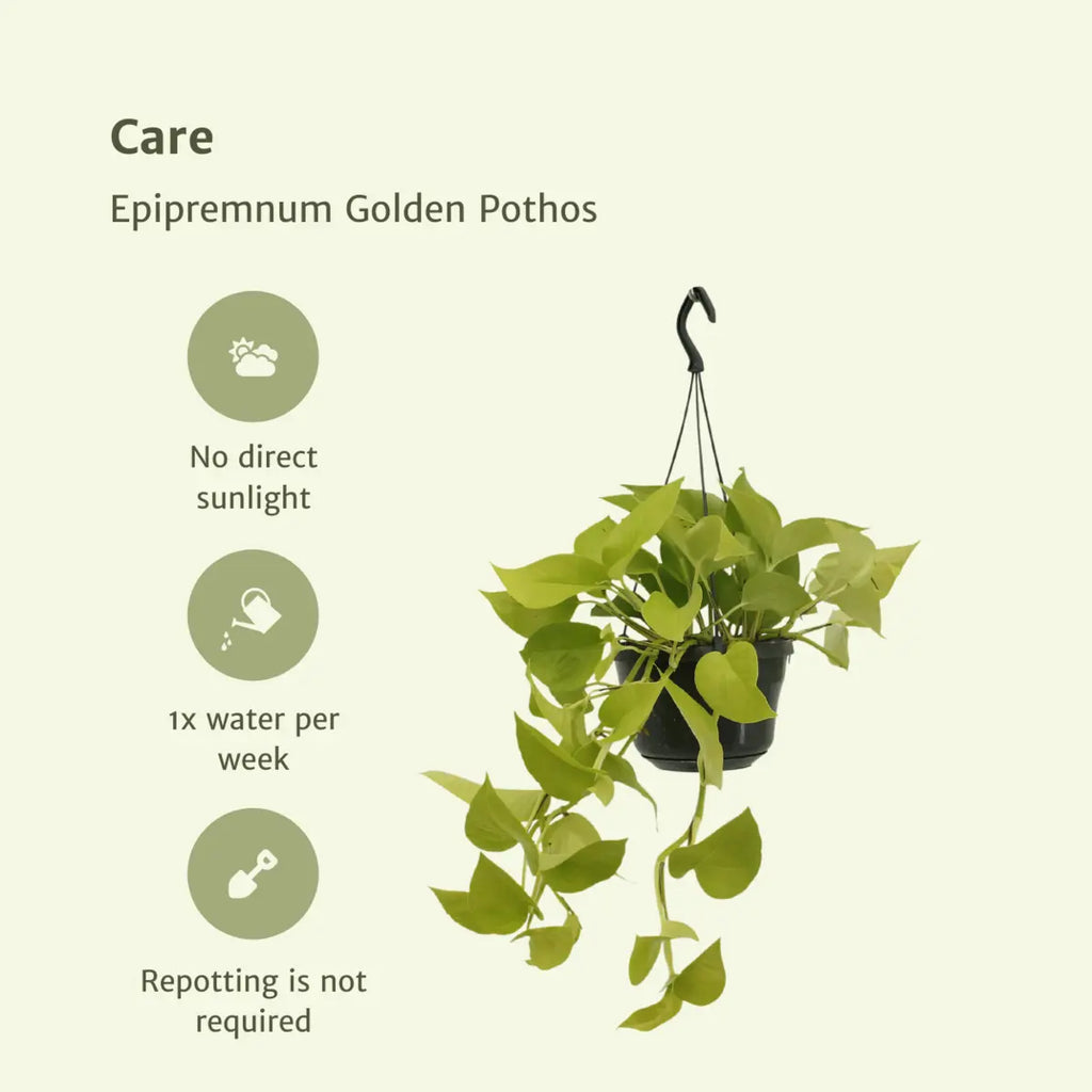 Epipremnum golden pothos (scindapsus) - 2 stuks - Ø15cm - ↕25cm MEERgroothandel Planten