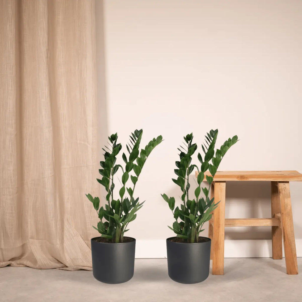 2x Zamioculcas Zamifolia - Emerald Palm - 70 cm - Ø17 MEERgroothandel Planten