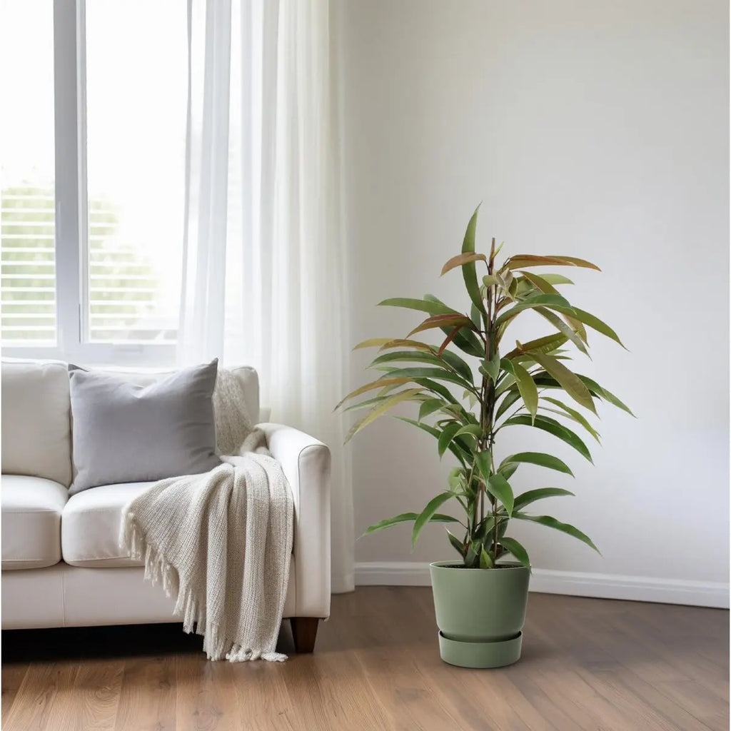 Ficus Binnendijkii Amstel King - Ø17cm - ↕70cm
