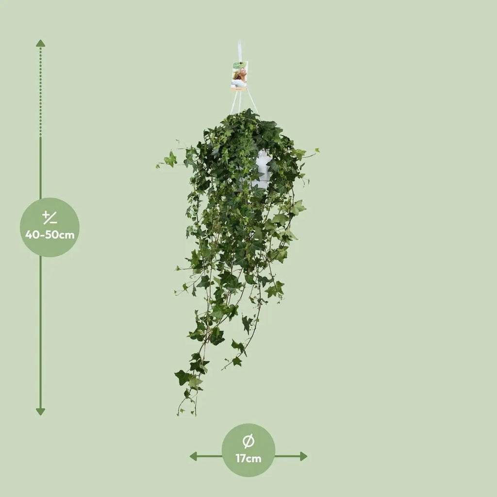 Hedera Hellix Pitsburg - Hang/xxl - Ø17cm - → 90 cm MEERgroothandel Planten