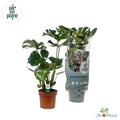Monstera Deliciosa Zimmerpflanze – Immergrün, pflegeleicht, ca. 55 cm hoch, Ø 17 cm Topf - Pille Gartenwelt