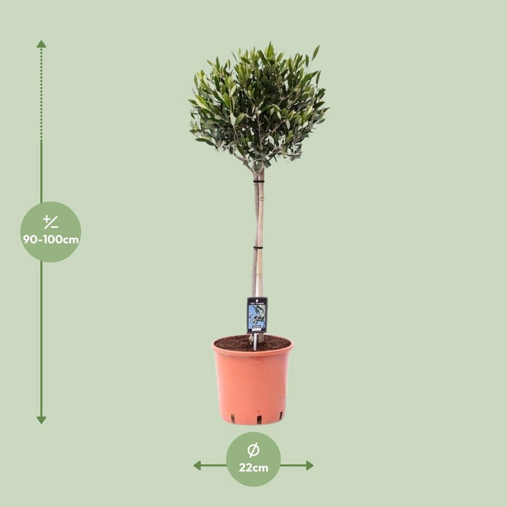 Olea Olive – Olivenbaum Ø22 cm, ca. 100 cm | mediterranes Flair