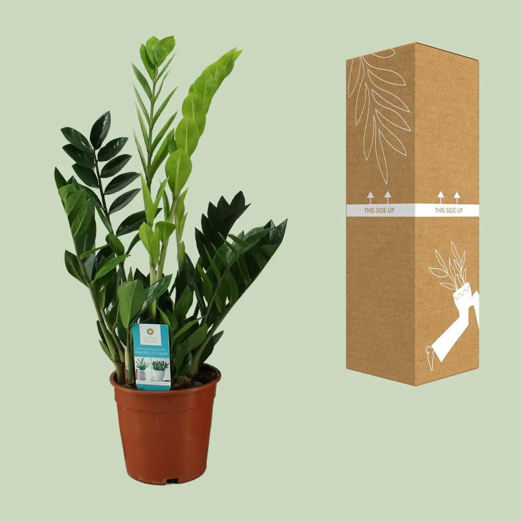 Zamioculcas Zamiifolia - Ø17cm - ↕65cm MEERgroothandel Planten