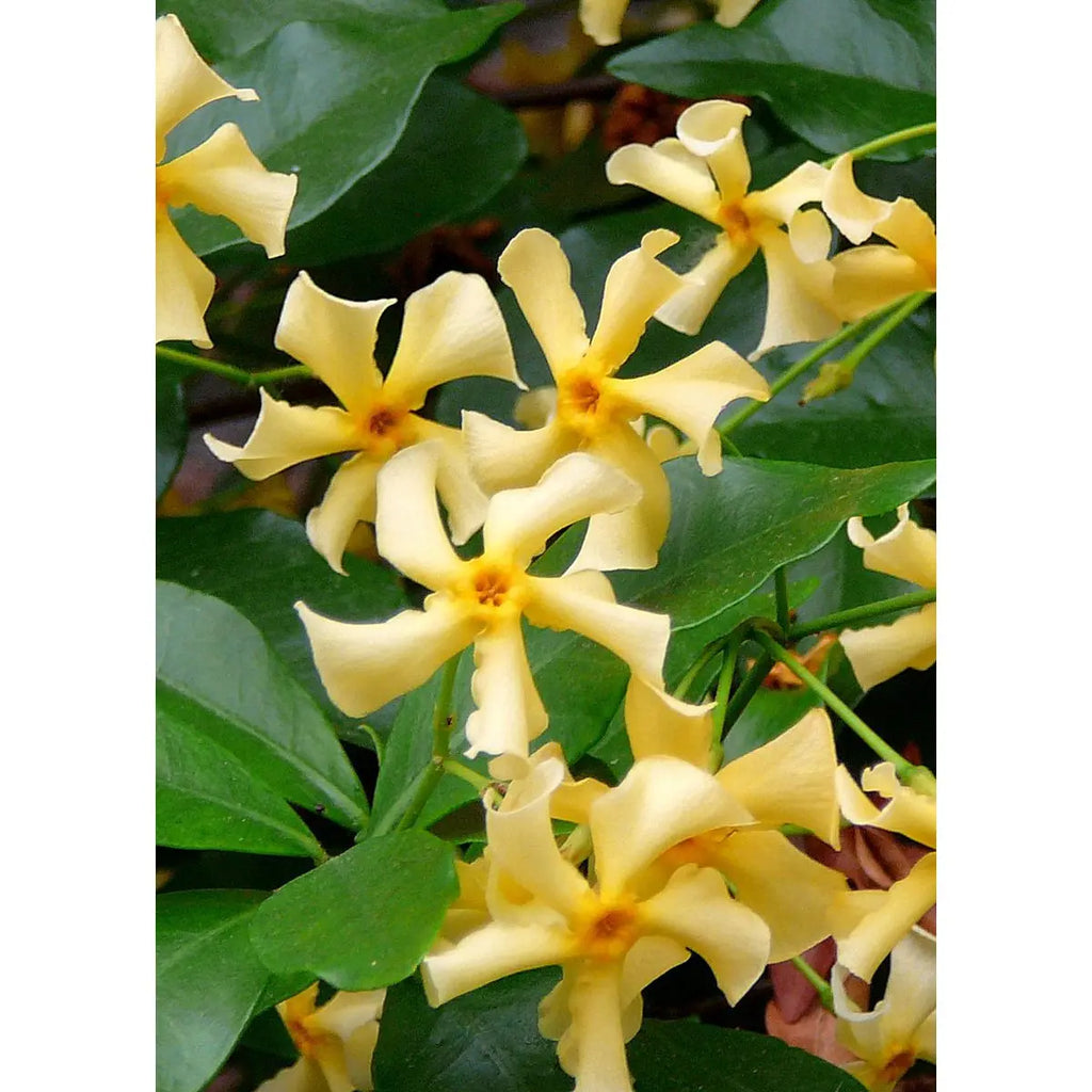 Trachelospermum 'Star of Toscana' - Toskaner Jasmingeel - Ø15cm - ↕65 cm - Pille Gartenwelt