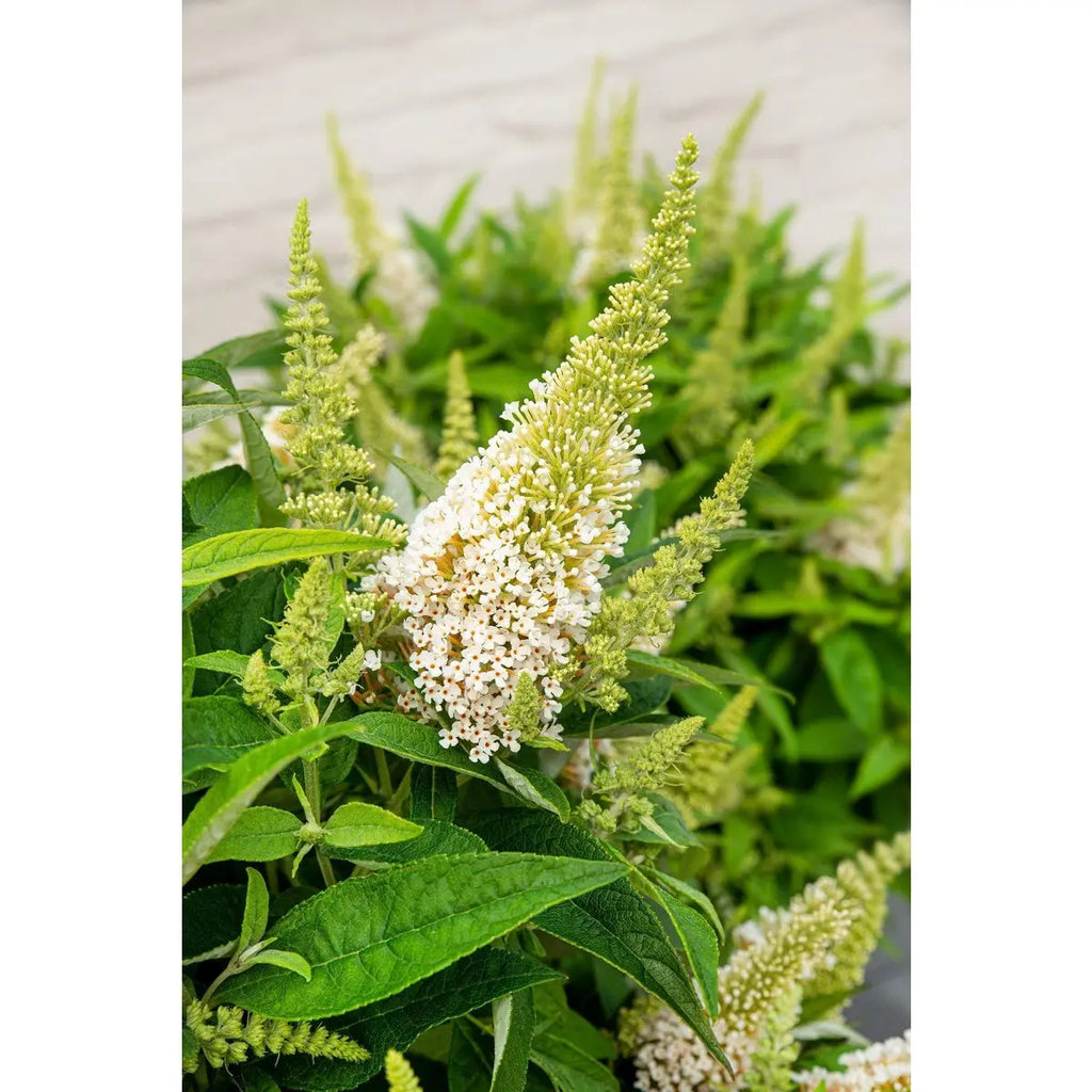 Buddleja Dav. 'Butterfly Candy Little White'® - ↕25 cm - Ø19cm - Pille Gartenwelt