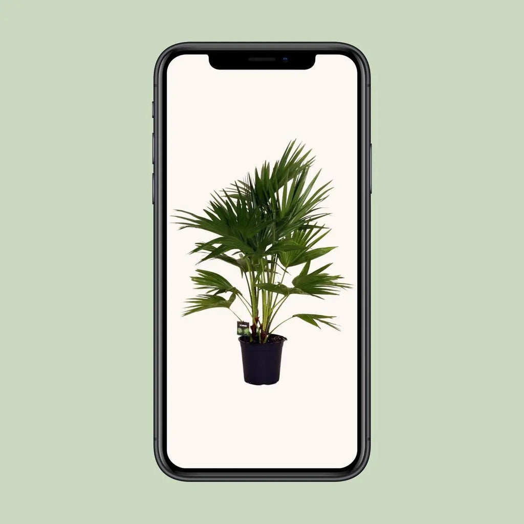 Chinesische Schirmpalme Livistona chinensis - Ø24cm - ↕100 cm | Palme | pflegeleichte Kletterpflanze | - Pille Gartenwelt