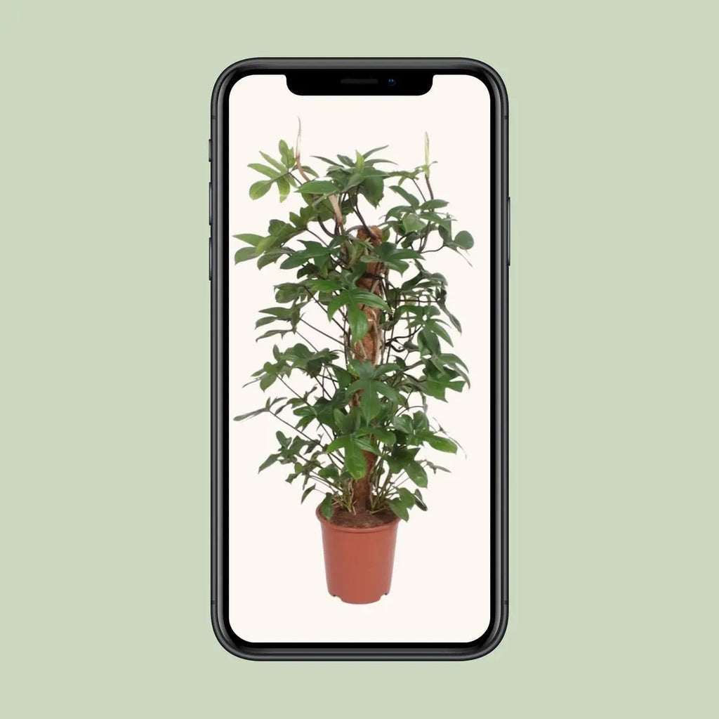 Philodendron Pedatum - Ø27cm - ↕130 cm MEERgroothandel Planten