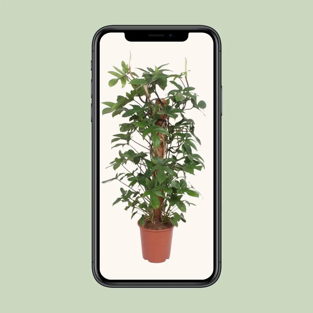 Philodendron Pedatum - Ø27cm - ↕130 cm MEERgroothandel Planten