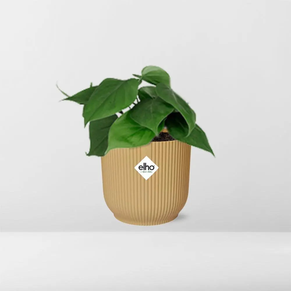 Philodendron -Klettern in Elho Vibes Fold 14 cm Geel MEERgroothandel Planten